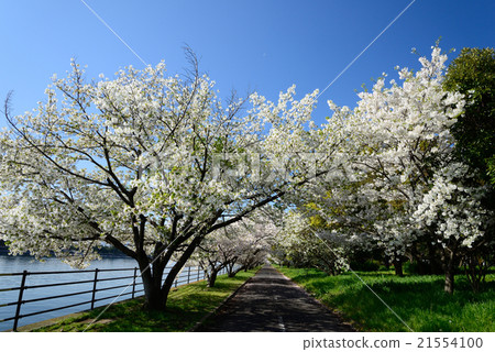 Cherry blossoms at Hamaji Park 21554100