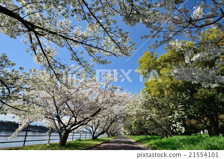 Cherry blossoms at Hamaji Park 21554101