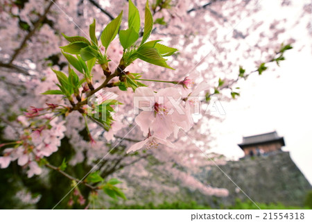 大濠公園的櫻花 大濠公園的櫻花 21554318