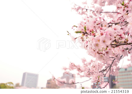 大濠公園的櫻花 大濠公園的櫻花 21554319