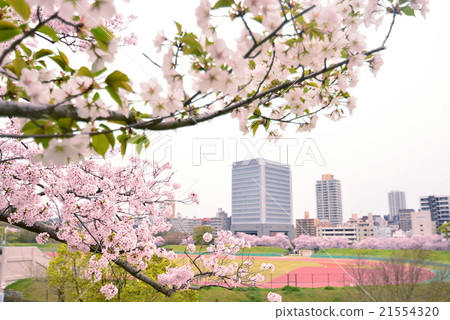 大濠公園的櫻花 大濠公園的櫻花 21554320