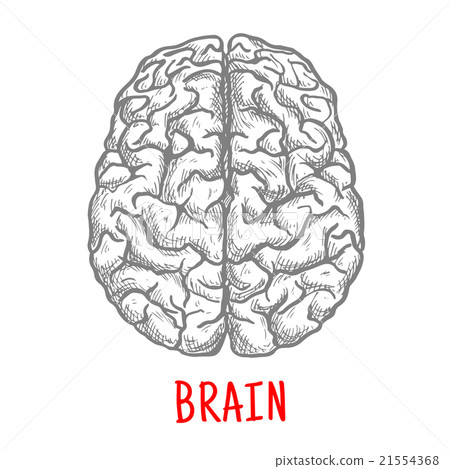 Top view of human brain, sketch style Top view of human brain, sketch style 21554368