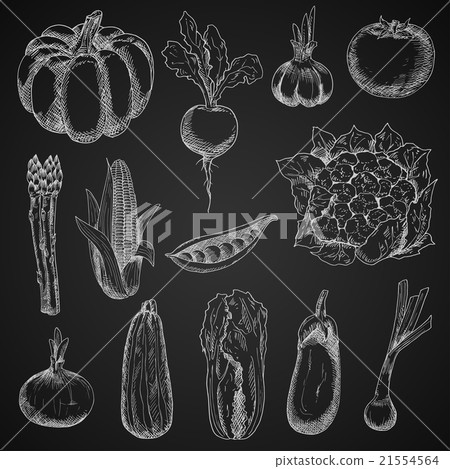 Farm vegetables chalk sketches set Farm vegetables chalk sketches set 21554564