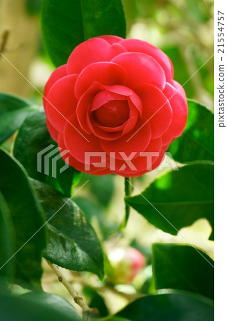 Beautiful Red Maiden and Camellia 21554757