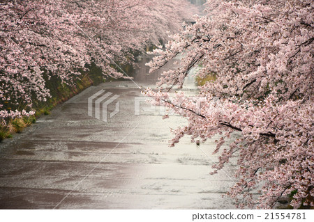 Cherry blossoms on Onda River 21554781