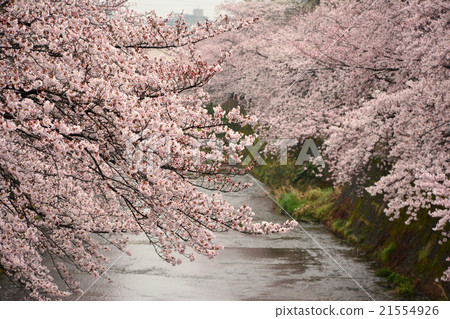 昂達河上的櫻花 昂達河上的櫻花 21554926