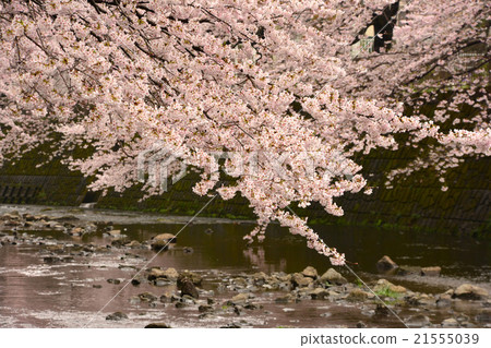 昂達河上的櫻花 昂達河上的櫻花 21555039