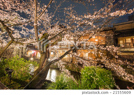 Kyoto Gion Shirakawa at night cherry blossoms 21555609