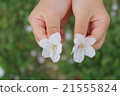櫻花花瓣女孩手 21555824