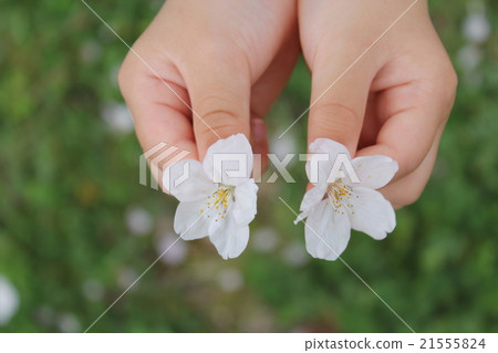 Cherry blossom petals girl hand Cherry blossom petals girl hand 21555824