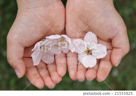 櫻花花瓣我的寶貝 櫻花花瓣我的寶貝 21555825