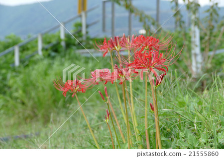 Cluster amaryllis 21555860