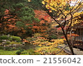 秋天的樹葉 21556042