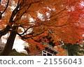 秋天的樹葉 21556043