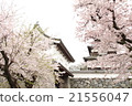 福岡城堡遺址和櫻花 21556047