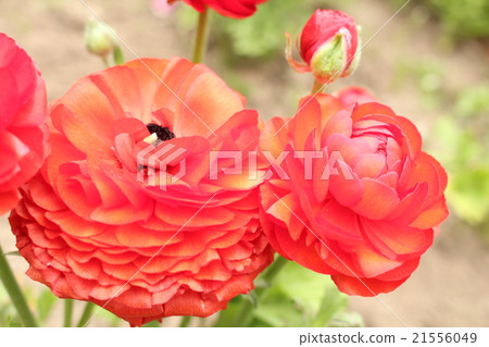 Ranunculus Ranunculus 21556049