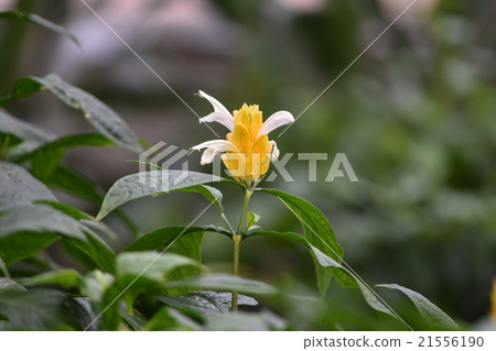 Vanilla flowers 21556190