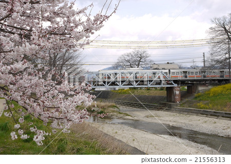 Cherry blossoms and trains of Ishigogawa Park 21556313
