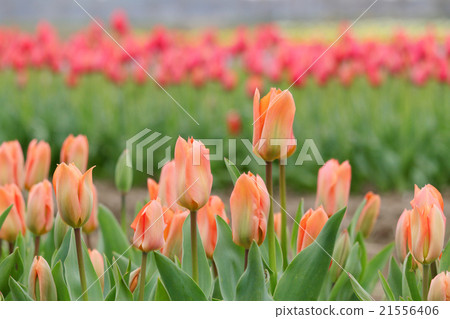 Tulip (Orange Emperor) Tulip (Orange Emperor) 21556406