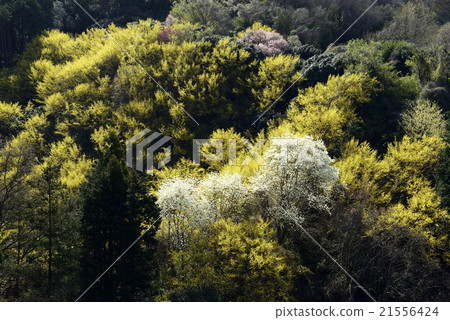 Mountain of spring 21556424