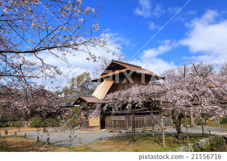 Cherry blossoms at Shosei-zen 21556716