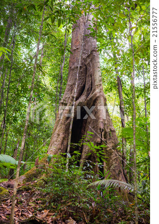 Borneo rainforest 21556777