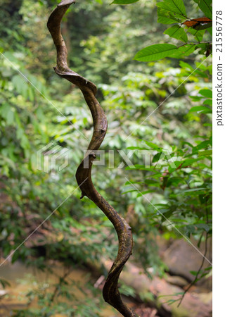 Borneo rainforest 21556778