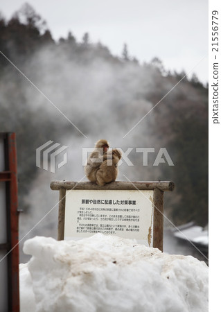 Japanese macaques 21556779