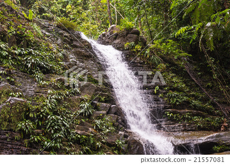 Rainforest waterfall 21557081