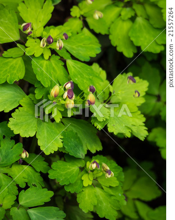 Eastern white silver grass of spring field Eastern white silver grass of spring field 21557264