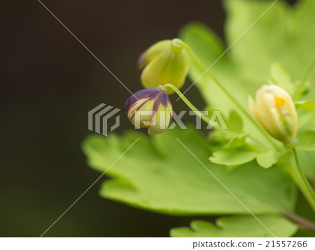 Eastern white silver grass of spring field Eastern white silver grass of spring field 21557266