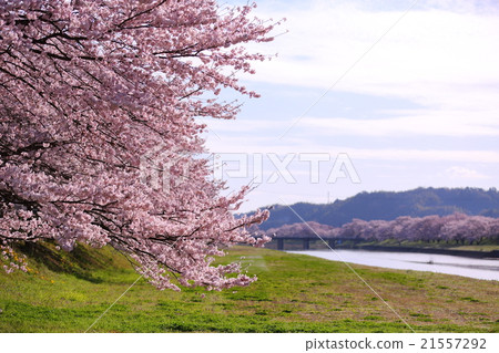 Tatariyagawa Sakura 21557292