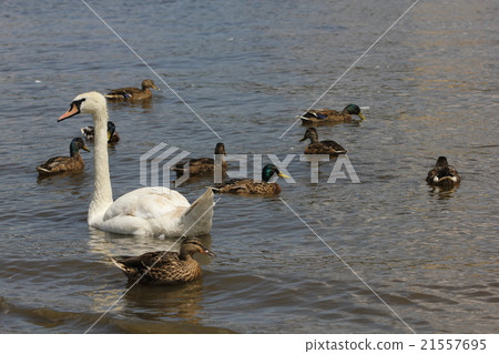 Ducks, Mallards and swan 8445 21557695