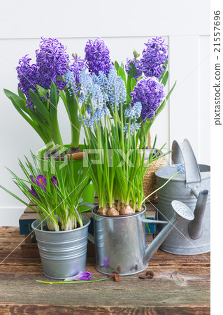 Gardening tools and flowers Gardening tools and flowers 21557696