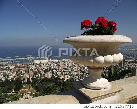 flowers in the Baha'i gardens 21557713