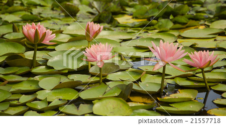 Water lily 21557718