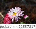 Flower pink insect 21557817