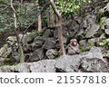A monkey 21557818