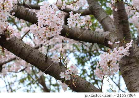 Kiniiidera Sakura 10 Kiniiidera Sakura 10 21557864