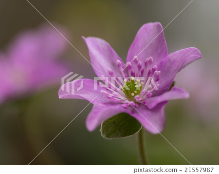 春天領域雪紋理 21557987