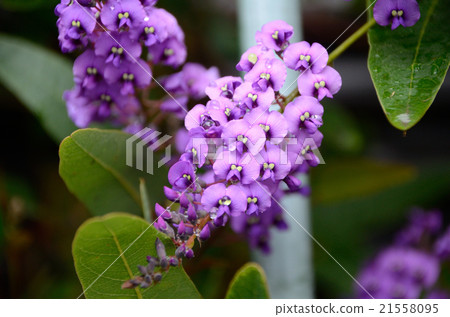 哈登貝爾吉亞花 21558095