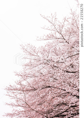 Cherry blossom cherry tree 21558270