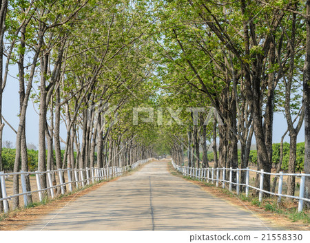 Tree lined road to farm 21558330