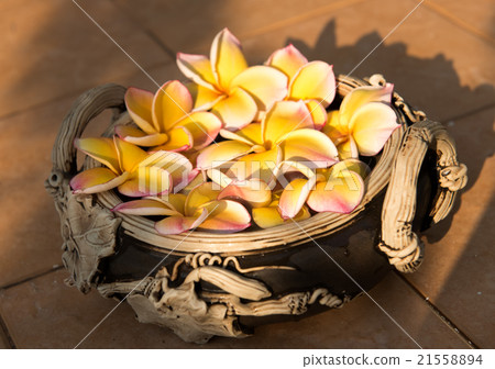 plumeria flower floating on the water,soft focus 21558894