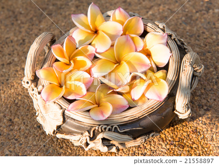 plumeria flower floating on the water,soft focus 21558897