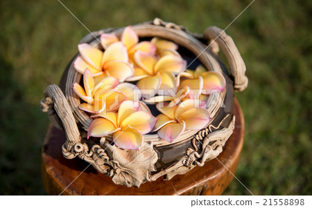 plumeria flower floating on the water,soft focus 21558898
