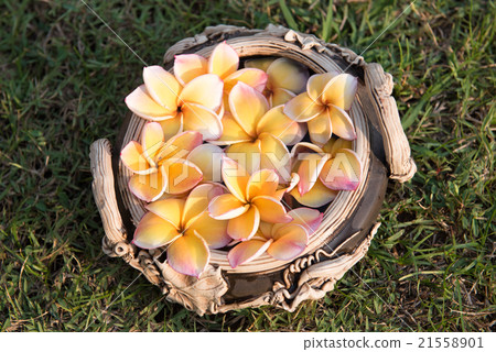 plumeria flower floating on the water,soft focus plumeria flower floating on the water,soft focus 21558901