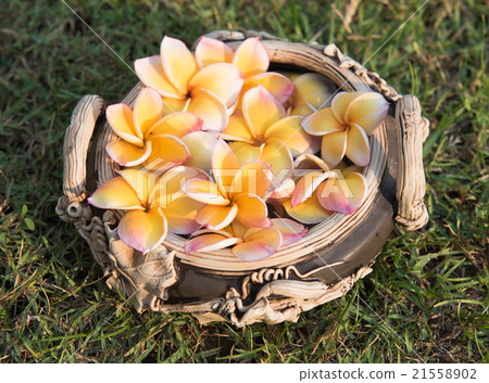 plumeria flower floating on the water,soft focus plumeria flower floating on the water,soft focus 21558902