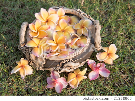 plumeria flower floating on the water,soft focus plumeria flower floating on the water,soft focus 21558903