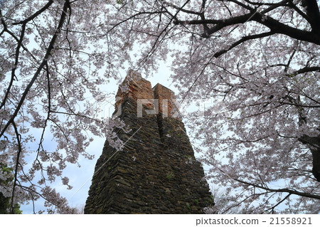 世界遺產Hagi反射反應器櫻桃樹 21558921